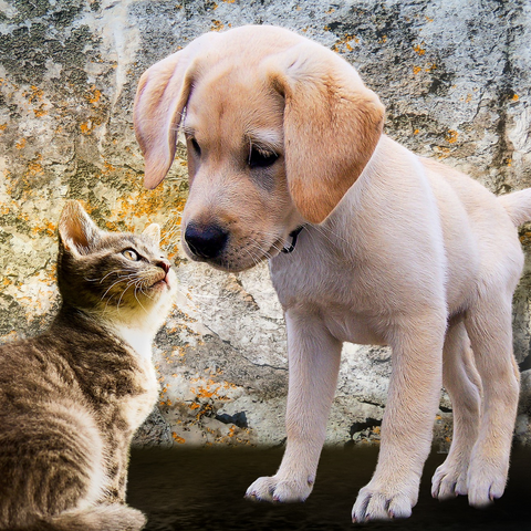 Get a Profile Page and Help Animals