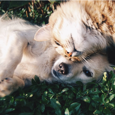 Get a Profile Page and Help Animals